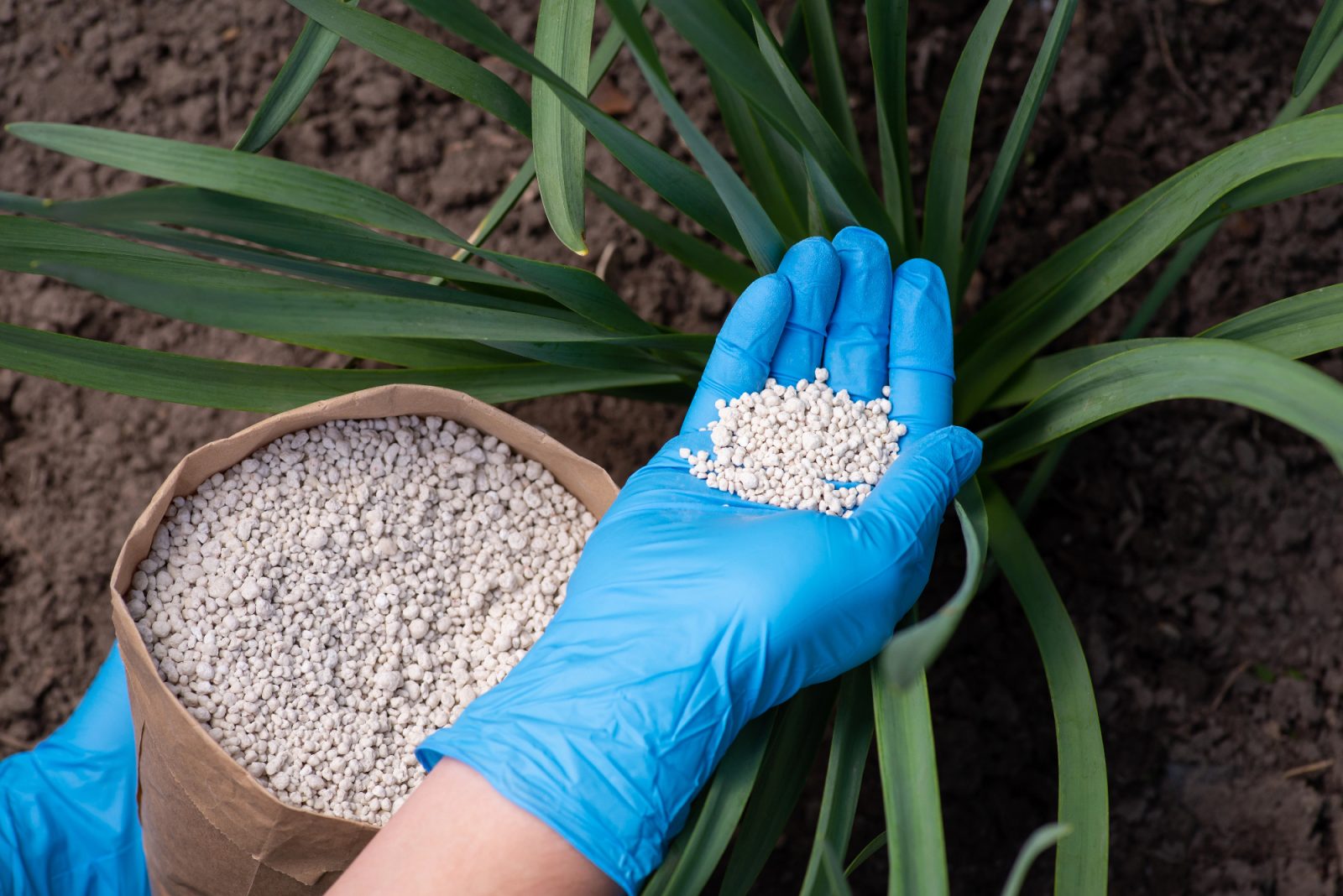 Pravilno izbrano gnojilo za travo je dolgoročna naložba v zdravo trato